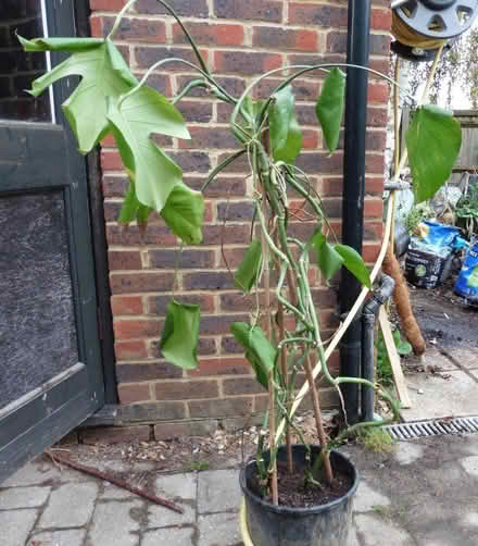 Photo of free Cheese Plant (Monstera deliciosa) (Bengeo SG14) #1