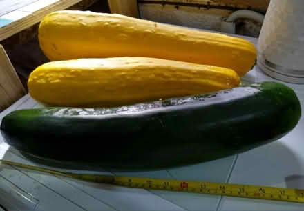 Photo of free Three marrows, cut today (Needham IP20) #1