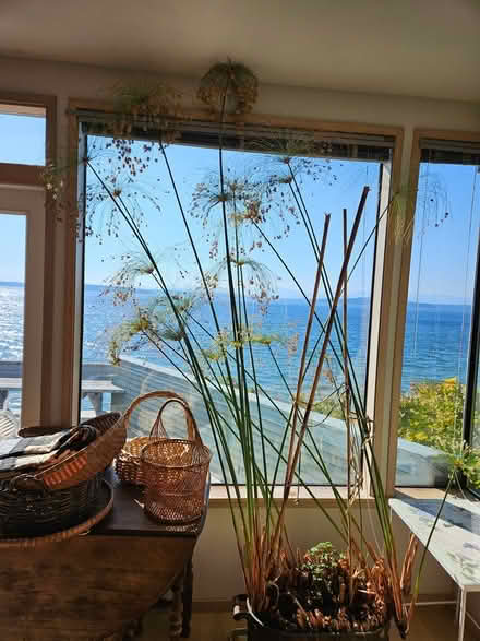 Photo of free Tall papyrus plant (West Seattle) #1