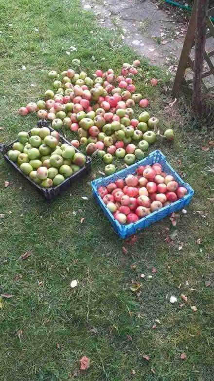 Photo of free Apples for cider (or horses?) (Causeway End MK43) #1