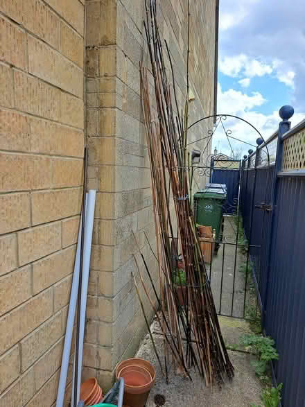 Photo of free Bamboo canes (melksham east SN12) #1