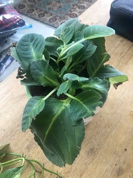 Photo of free Plants (Tiong bharu) #2