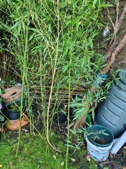 Photo of free Bamboo canes (melksham SN12) #1