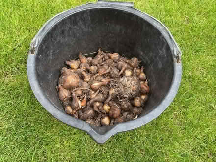 Photo of free Daffodil bulbs (Wallands Park BN7) #1