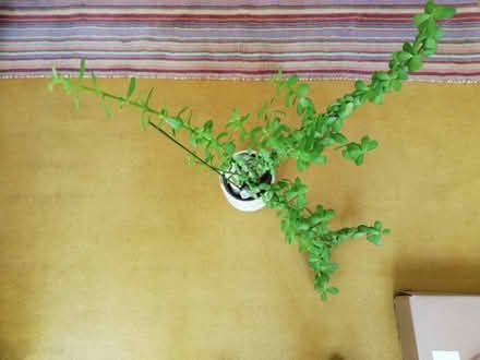 Photo of free House Plant With Pot (Bickley BR1) #2