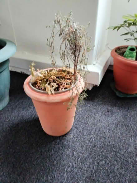 Photo of free Outdoor plants (SW4) #1