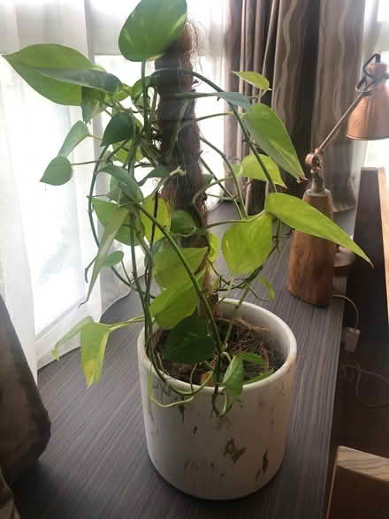 Photo of free Plants (Tiong bharu) #1