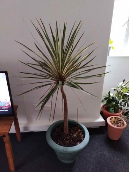 Photo of free Outdoor plants (SW4) #2