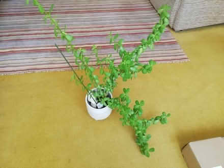 Photo of free House Plant With Pot (Bickley BR1) #1