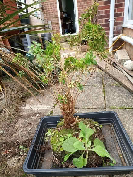 Photo of free Shrub (Waterlooville PO8) #1