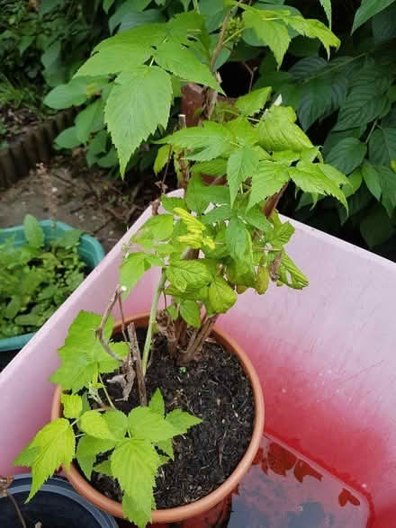 Photo of free Autumn fruiting Raspberry plant (no fruit this year) (Arlesey SG15) #1