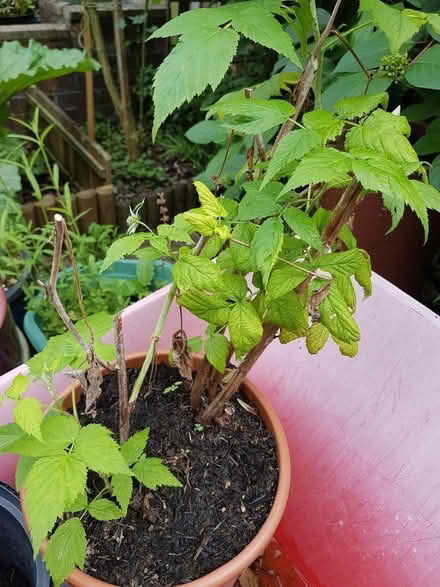 Photo of free Autumn fruiting Raspberry plant (no fruit this year) (Arlesey SG15) #2