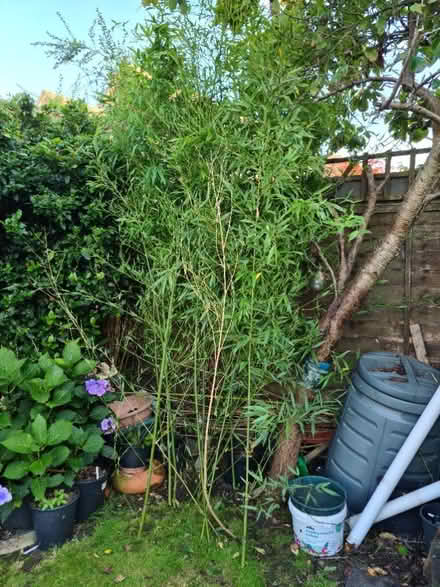 Photo of free Bamboo canes (melksham SN12) #2