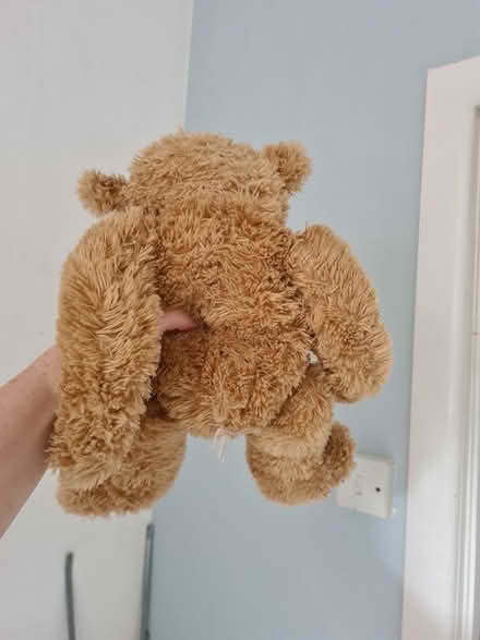 Photo of free Teddy (Forest Gate) #1