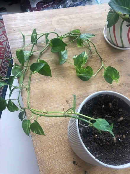 Photo of free Plants (Tiong bharu) #3