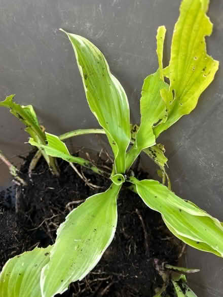 Photo of free Hosta (Willingdon BN20) #1