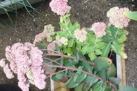 Photo of free Bare rooted iceplants (Far Bletchley MK3) #1