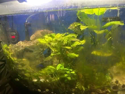 Photo of free Tropical fish and plants (Ruckersville (off Gilbert)) #1