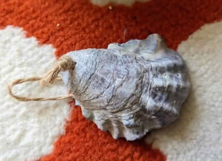 Photo of free Seashell (Allston) #1