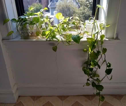 Photo of free Pothos cuttings, rooted (Ridge Blvd and 67th) #1