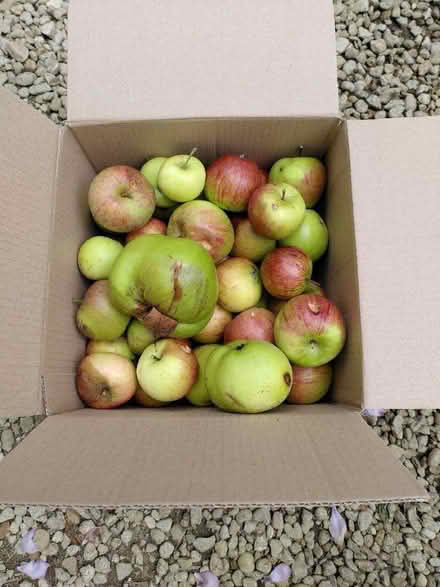 Photo of free Windfall apples (Cricket Road OX4) #1