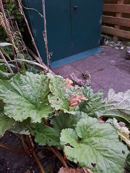Photo of free Fresh Rhubarb (Edinburgh, Canonmills EH7) #1