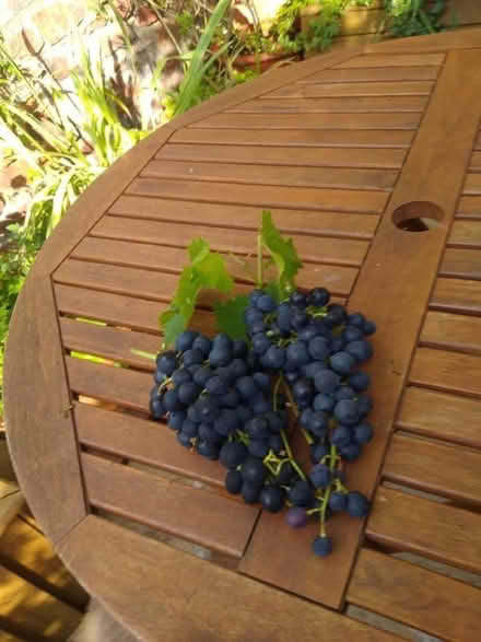 Photo of free Garden grapes (Hotwells BS8) #3