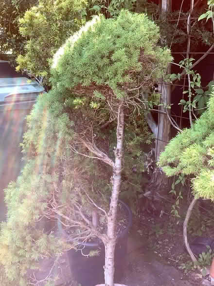 Photo of free Three Picea glauca in pots (Berkhamsted) #1