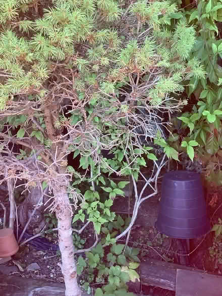 Photo of free Three Picea glauca in pots (Berkhamsted) #4