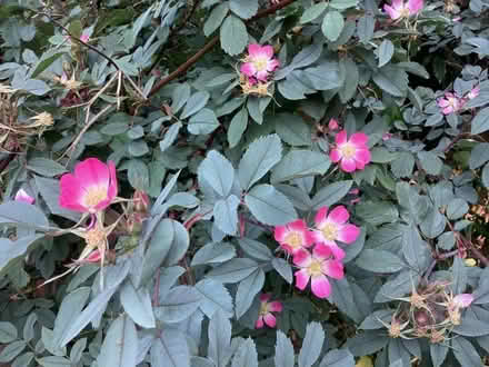 Photo of free Rosa glauca plants (Surrenden BN1) #3