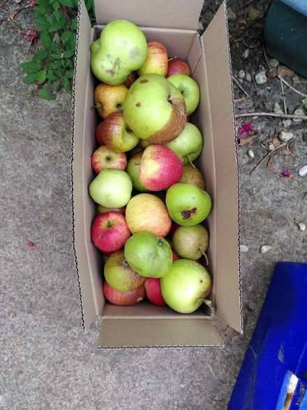 Photo of free Windfall apples (Cricket Road OX4) #1
