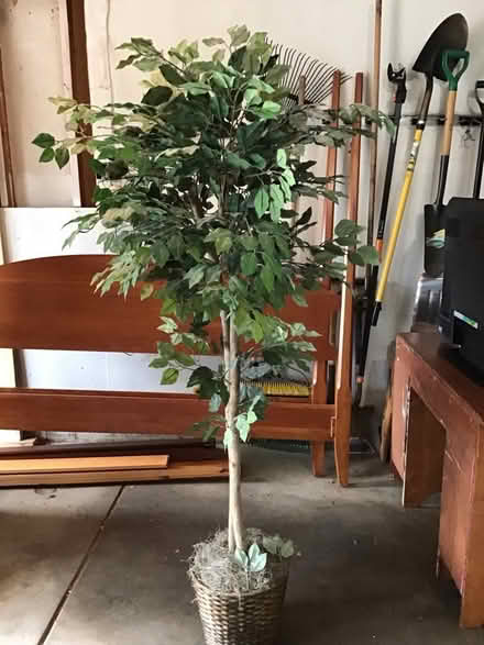 Photo of free Fake ficus trees (Standley Lake, Arvada) #2