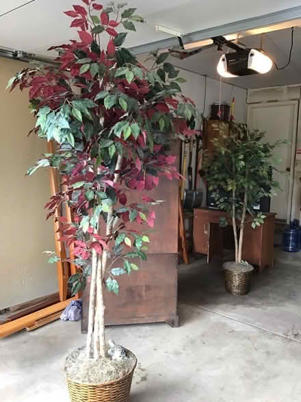 Photo of free Fake ficus trees (Standley Lake, Arvada) #1