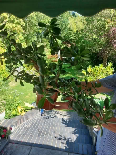Photo of free Money Plant (Orpington BR6) #1