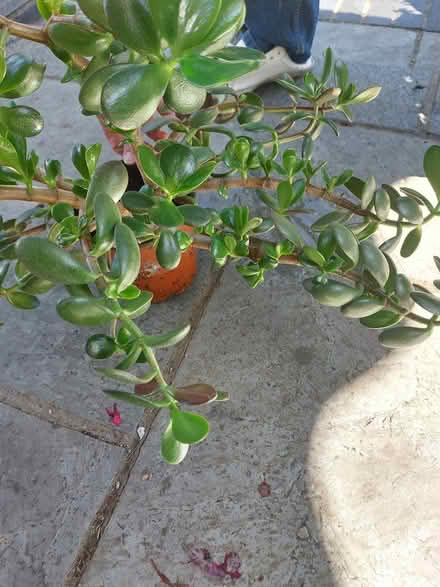 Photo of free Money Plant (Orpington BR6) #3