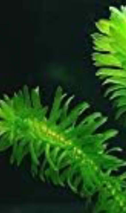 Photo of free Good Clean Oxygenating Pond Weed ( NO BLANKET WEED!) (Pudsey LS28) #1