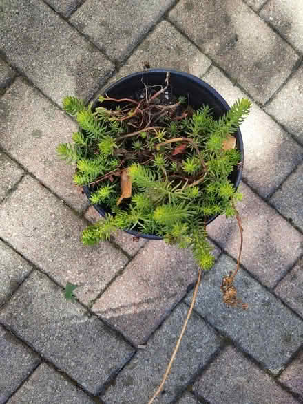 Photo of free Perennial sedum (M2J1Y3) #1
