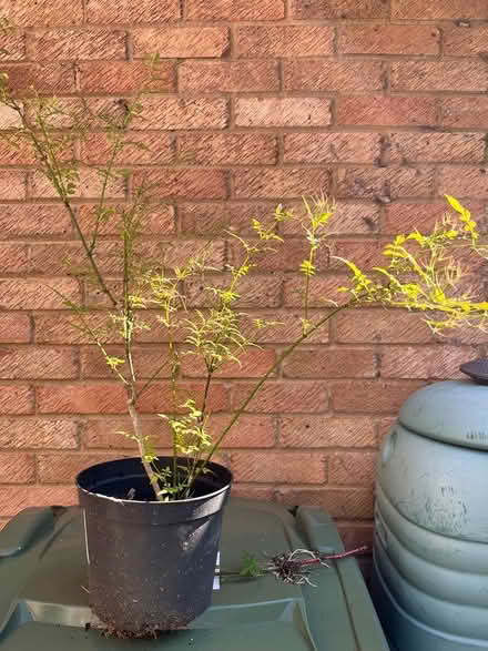 Photo of free Jasmine plants (Mid Clevedon BS21) #1