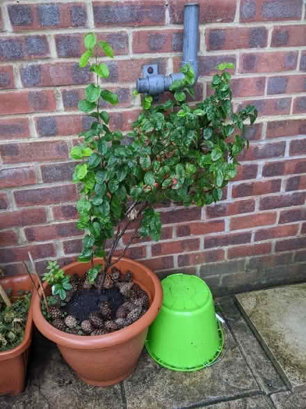 Photo of free Pear tree (Badger Farm SO22) #1