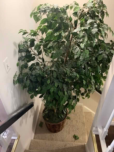 Photo of free Faux Tree (Germantown) #1
