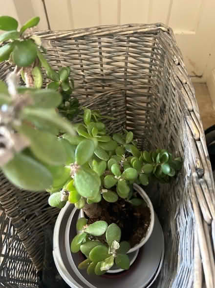 Photo of free House plants (Thames ditton KT7) #4