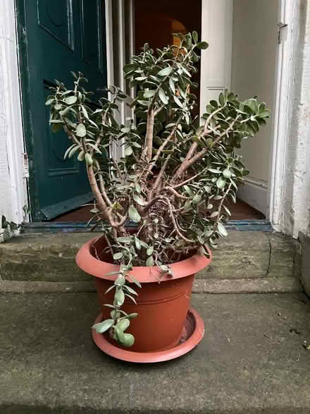 Photo of free Money plant (Starbeck HG2) #1