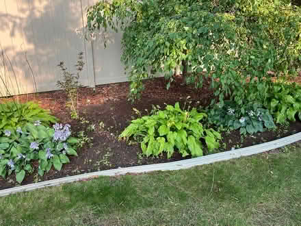 Photo of free Hostas, you dig up and take (Farmington Hills, mi) #3