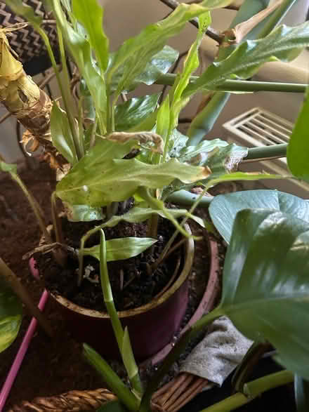 Photo of free House plants (Thames ditton KT7) #1