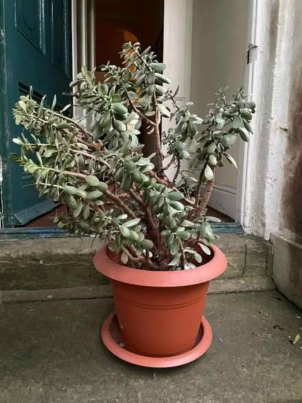 Photo of free Money plant (Starbeck HG2) #2