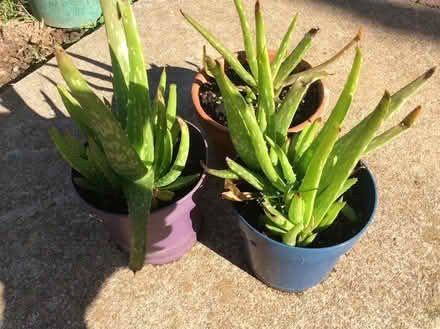 Photo of free 3 Aloe Vera plants (Barnby dun DN3) #1