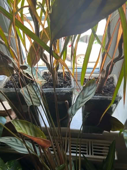 Photo of free House plants (Thames ditton KT7) #3