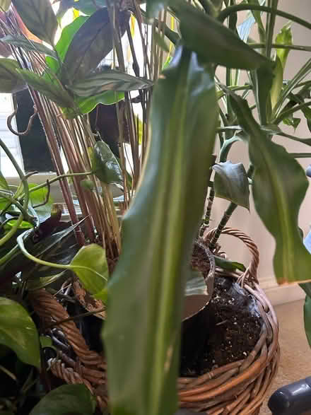 Photo of free House plants (Thames ditton KT7) #2