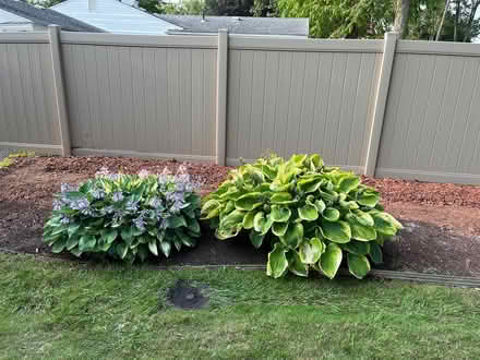 Photo of free Hostas, you dig up and take (Farmington Hills, mi) #1