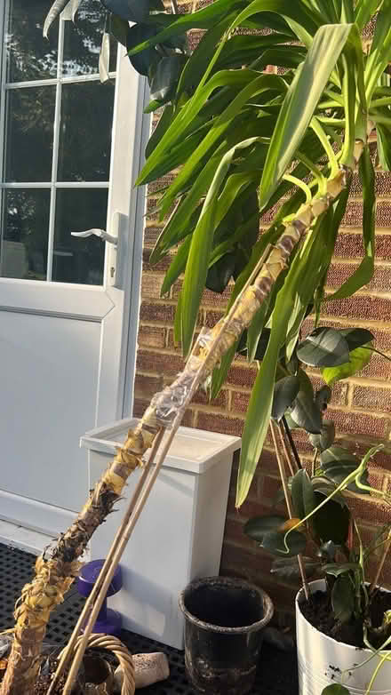 Photo of free Large plant (Thames ditton KT7) #1